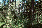 Pohjoinen