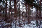 Pohjoinen