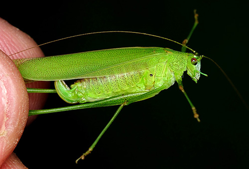 Phaneroptera falcata