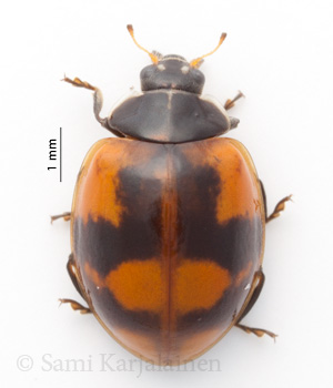 Adalia bipunctata