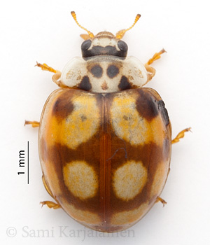 Adalia decempunctata
