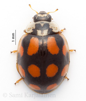 Adalia decempunctata