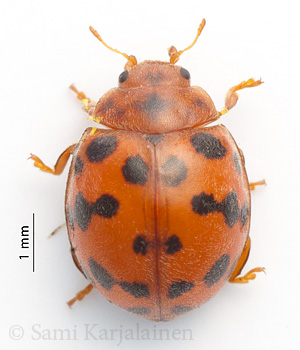Subcoccinella vigintiquatuorpunctata