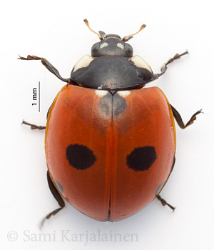 Coccinella quinquepunctata
