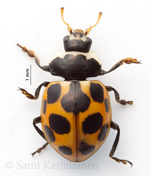 Ceratomegilla notata