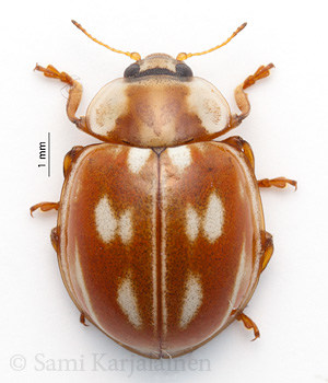 Myzia oblongoguttata