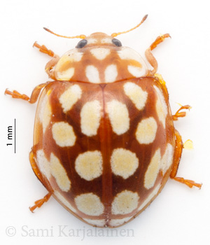 Sospita vigintiguttata