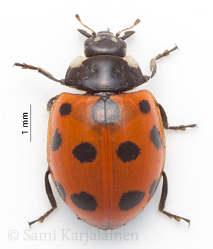 Coccinella undecimpunctata