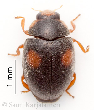Scymnus frontalis
