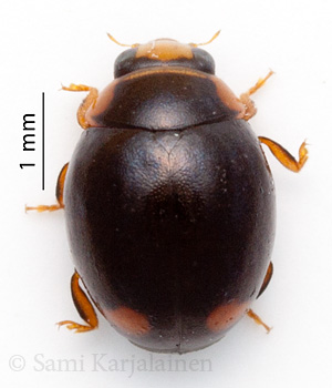 Hyperaspis inexpectata