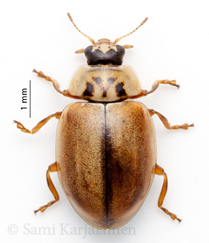 Aphidecta obliterata