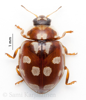 Myrrha octodecimguttata