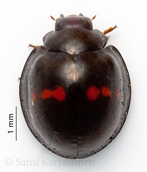 Chilocorus bipustulatus