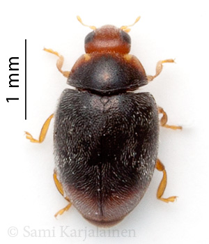 Scymnus haemorrhoidalis