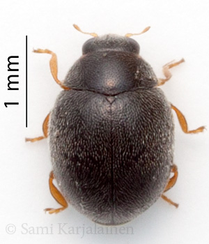 Scymnus femoralis