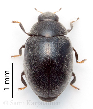 Scymnus nigrinus