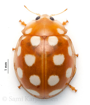 Calvia quindecimguttata