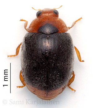 Scymnus ferrugatus