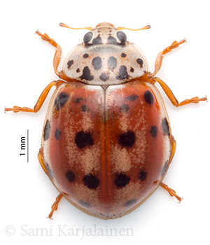 Harmonia quadripunctata