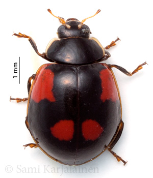 Adalia bipunctata