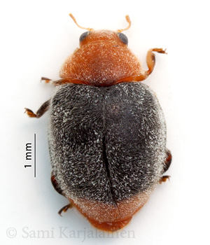 Cryptolaemus montrouzieri