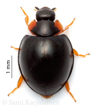 Exochomus nigromaculatus