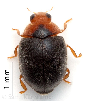 Scymnus rubromaculatus