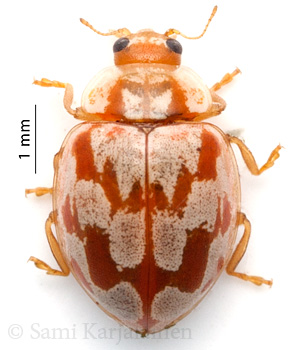 Myrrha octodecimguttata