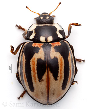 Anatis ocellata