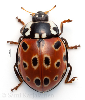 Anatis ocellata