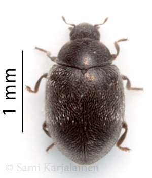 Scymnus limbatus