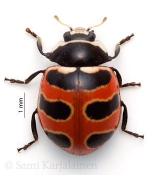 Coccinella trifasciata