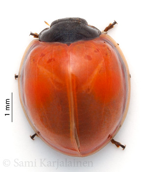 Chilocorus renipustulatus