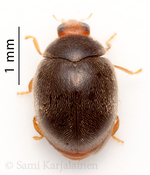 Scymnus auritus