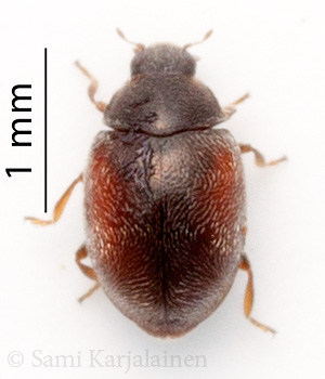 Scymnus limbatus