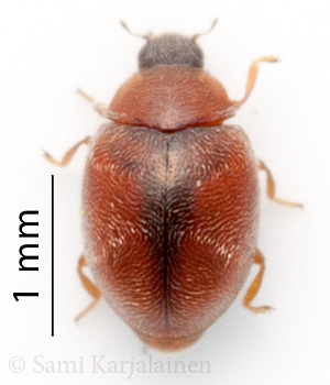 Scymnus limbatus