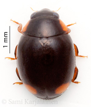 Hyperaspis pseudopustulata