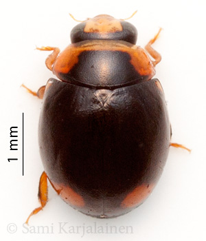 Hyperaspis pseudopustulata