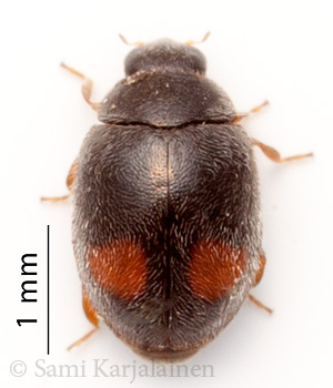 Nephus bipunctatus