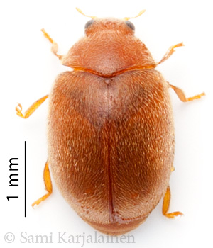 Scymnus abietis