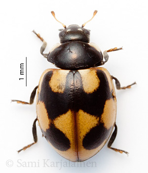 Coccinella hieroglyphica