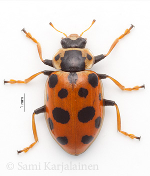 Hippodamia tredecimpunctata