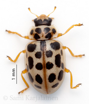 Anisosticta novemdecimpunctata