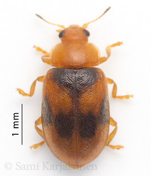 Coccidula scutellata
