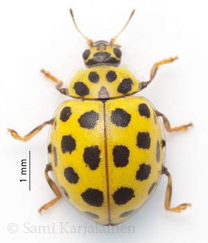 Psyllobora vigintiduopunctata