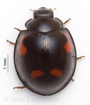 Exochomus quadripustulatus