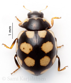 Coccinula quatuordecimpustulata