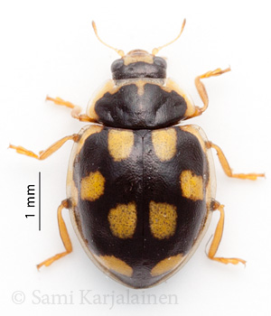 Propylea quatuordecimpunctata