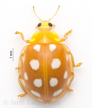 Halyzia sedecimguttata