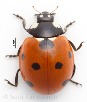 Coccinella septempunctata